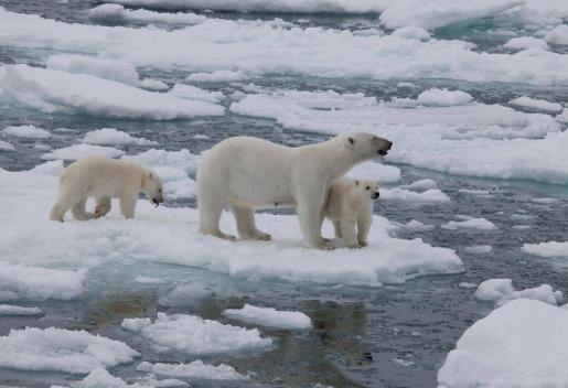 「北极熊」若地球冰雪全部融化,人类将面临哪些情况?或许还能得到一个好处