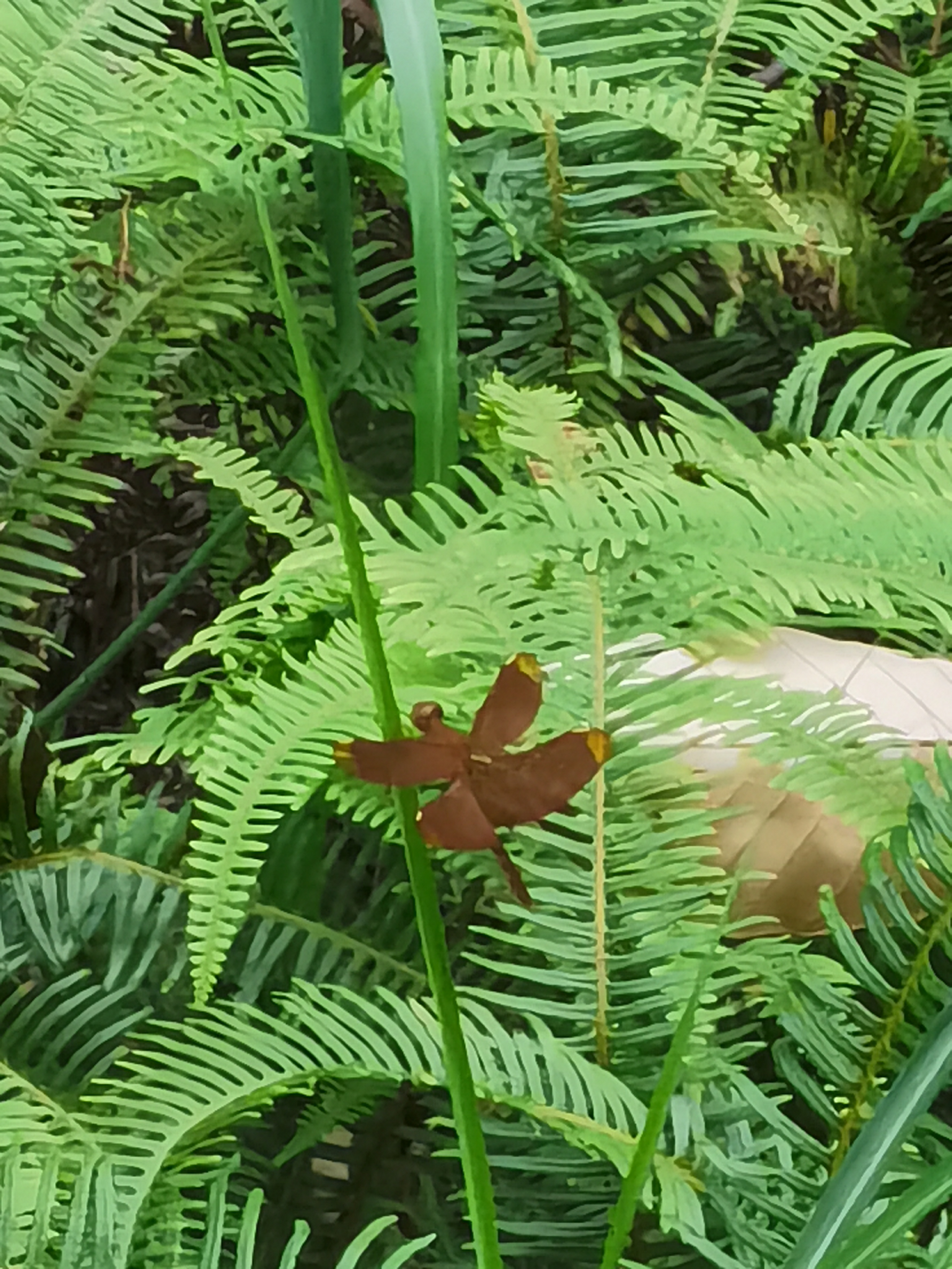 昆虫|发现不知名的昆虫
