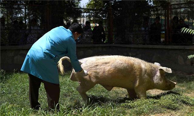 18年前，中國送給阿富汗的那隻豬，如今成為國寶每天被圍觀-圖6