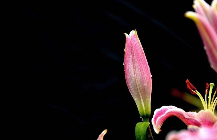 生肖：下个月内，月老助理，缘分桃花主动回头，真爱满目深情的3大生肖