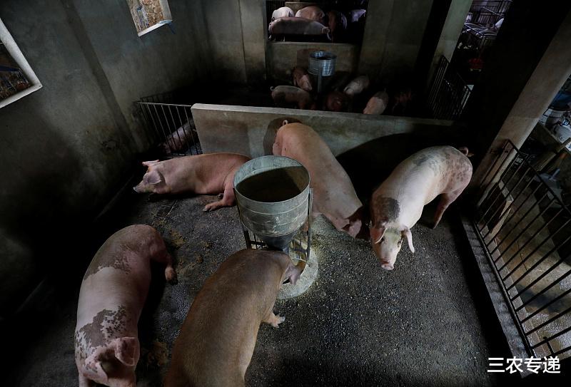 退市▲2020年3月25今日生猪价格行情走势，华南地区猪价下跌