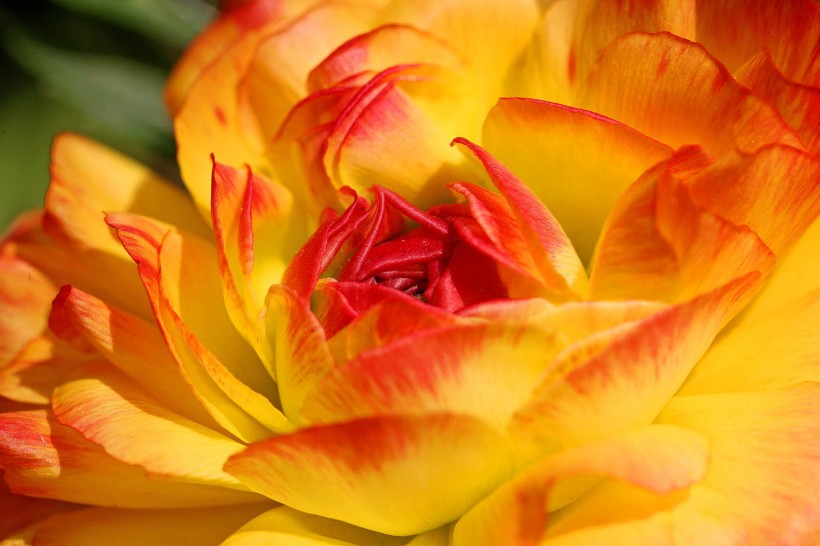 生肖@7月底最有可能遇到真命桃花的4大生肖,姻缘难遇,丰收在即