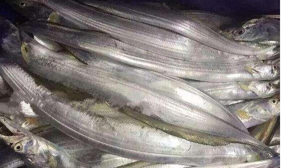 |放生大海的鱼，为什么要在鱼肚子上捅一个洞？