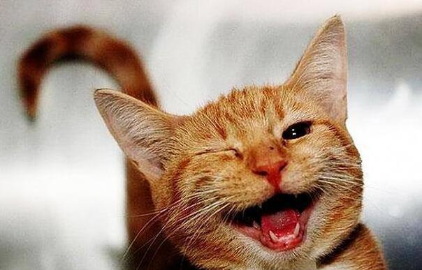 猫咪“开心”时，都会有这5种表现，你家猫有吗？