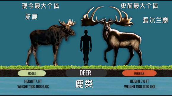 @古今各动物科最大生物对比