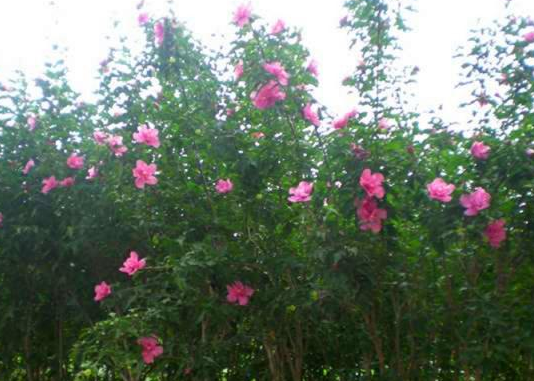 「生肖」进入6月上旬,吉星入命,4属相财星高照,升官发财,五福临门