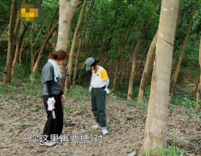 张子枫|张子枫吴昕合作割胶，谁注意俩人蹲姿？小女孩儿与大人的区别