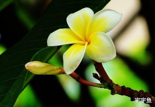 运势|9月上旬，4属相迎来好运势，财运风生水起，福旺桃花开，双喜临门