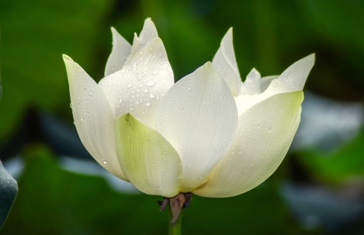 生肖|本周开始，财神倾囊相助，财源滚滚来，家大业大的3大生肖！