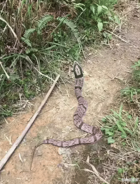 |“女子睡一觉醒来后脖子青了一块，怎么回事？”哈哈哈来我家治