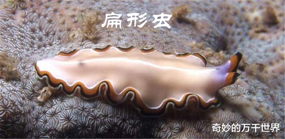 深海蠕虫多奇葩,扁形虫最鲜艳漂亮