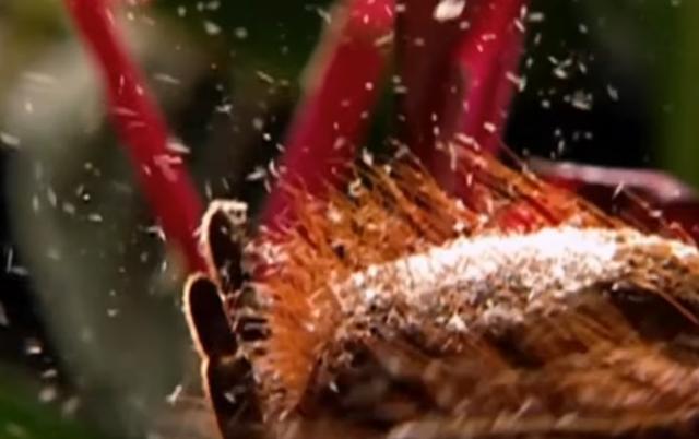 「蜘蛛」生物学家在亚马逊发现世界最大蜘蛛，体型如小狗大小，超过30公分