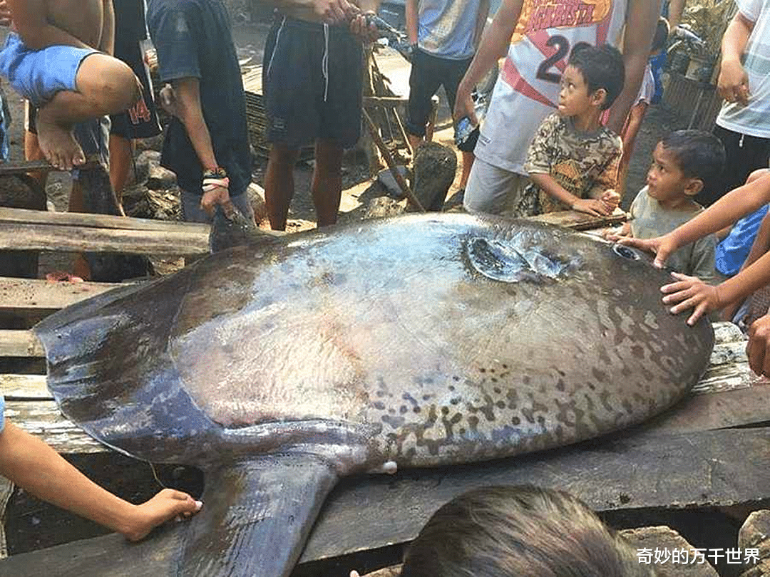 翻车鱼|幼体仅几毫米,成年后身体放大6000万倍,科学家首次鉴别小翻车鱼