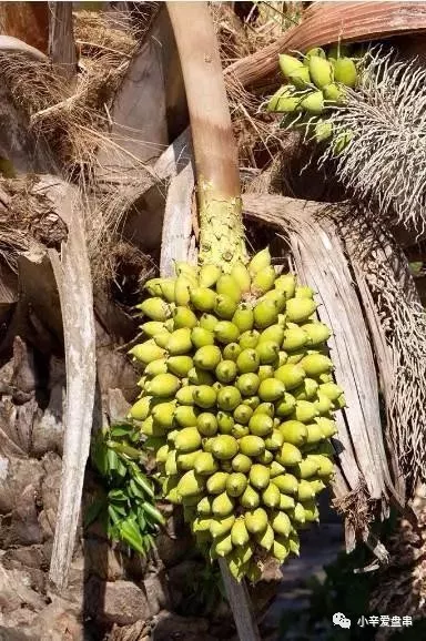 「蒂姆·库克」库克菩提——来自穆斯林宗教的念珠