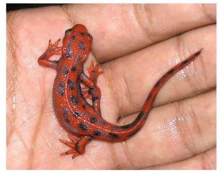 『犀牛』一百年来,中国灭绝了多少动物?