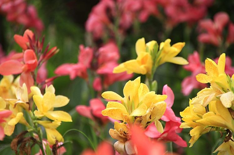 生肖|八月中积极上进，一心扑在事业上，爱情对这4大生肖只是锦上添花