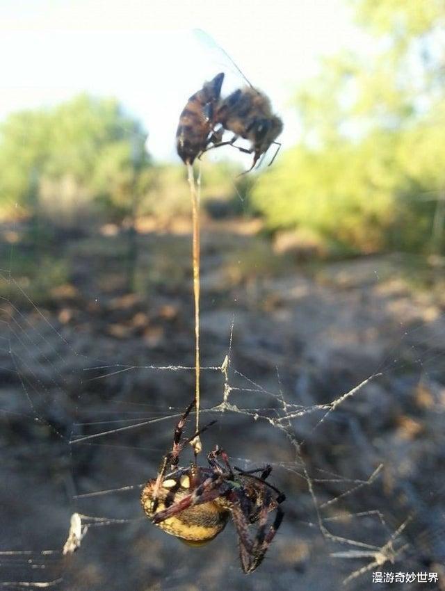 「显微镜」30张活久见的照片，让你眼界大开！
