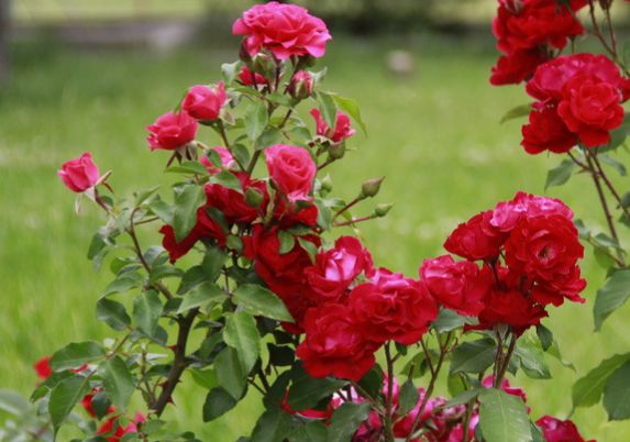 运势|进入9月初,4属相运势更上一层楼,生意风生水起,日子富贵平安