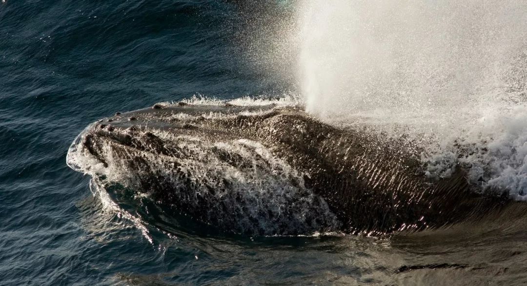 鲸鱼@鲸鱼头顶喷的居然不是海水，而是“毒气”！