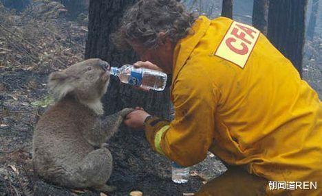 联名要求考拉迁入新西兰，相法过于简单，利大于弊