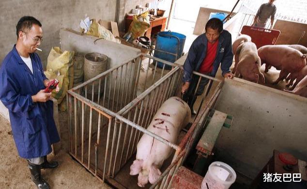 生猪价格|2万吨冻猪肉来袭,猪价“扛不住”,要跌回15元一斤“白菜价”?