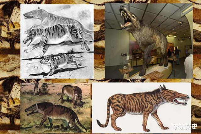 「神农架」神农架出现“驴头狼”，早已灭绝50万年的物种，又突然出现？