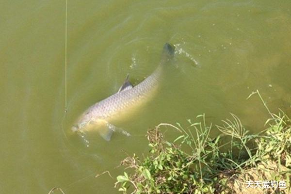 秋分|秋分过后钓鱼,注意技巧上的变化规律,钓法得当,渔获必然倍增!