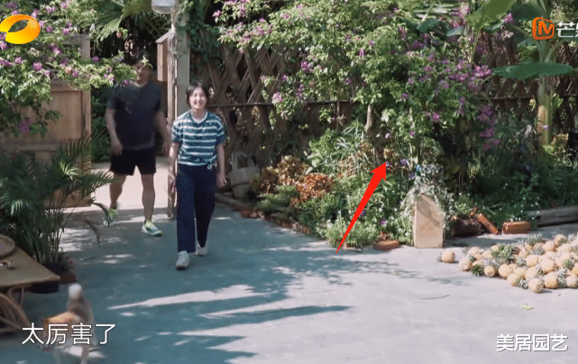 「向往的生活」原来《向往的生活》是这样拍出来的，这堵墙后面全是摄影师！