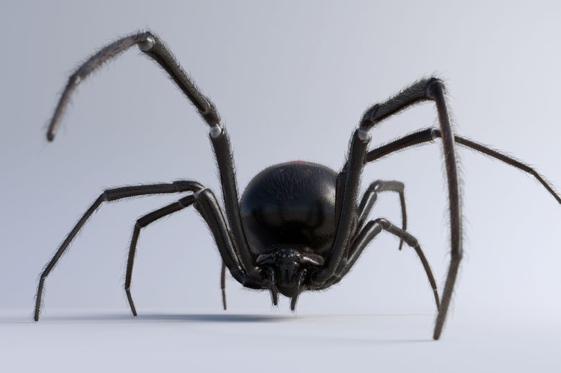 蜘蛛侠|三个男孩让剧毒黑寡妇蜘蛛咬他们,想成为蜘蛛侠,全部入住医院