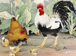 属鸡|大金鸡：最近七天，得到好运，迎来贵人，一事顺，事事顺到底