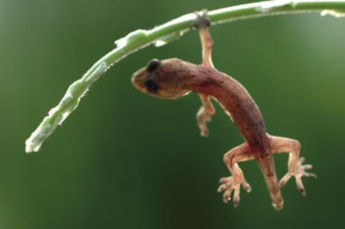 科学家：壁虎的尾巴被捏断后，为何还会再长出来？科学家：可能隐藏永生奥秘