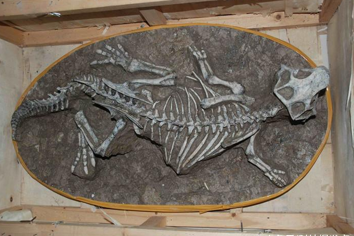 恐龙@恐龙真的消失了吗？科学家将卫星精确到0.1米，在刚果有发现！