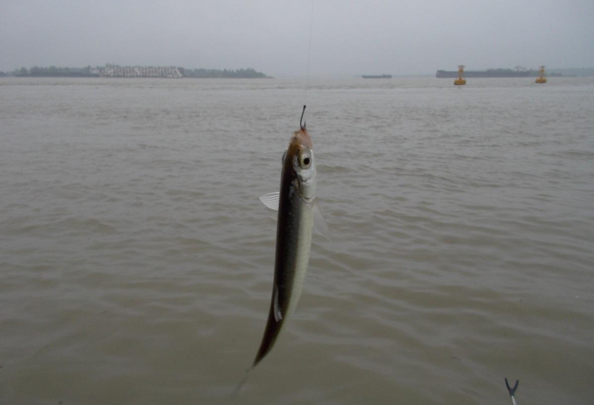 ：为什么别人钓鱼子线很少缠绕，而你却经常发生？这6个方面是关键