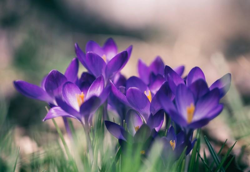 生肖|九月下旬，四生肖财运红得发紫，事事顺心，家运亨通