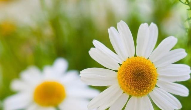 狮子座|临危不惧，最能稳得住场面的三大星座：气场强大，是个天生的王者