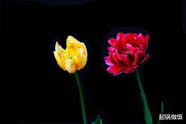 双子座|9月底惊喜连连，3星座姻缘逆袭，收获新的爱情