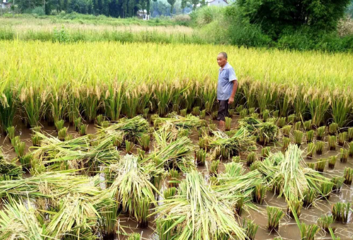 []?为救老太太错过高考，高考后抱头痛哭，陌生人主动承担4年学费