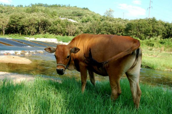 属牛|丑牛人：10月18会发生“惊天动地”的大喜事，看看怎么回事！