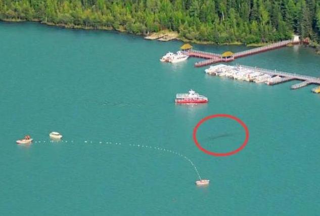 |新疆湖泊发现“水怪”，牛羊被拖走没人敢接近，专家找到谜底