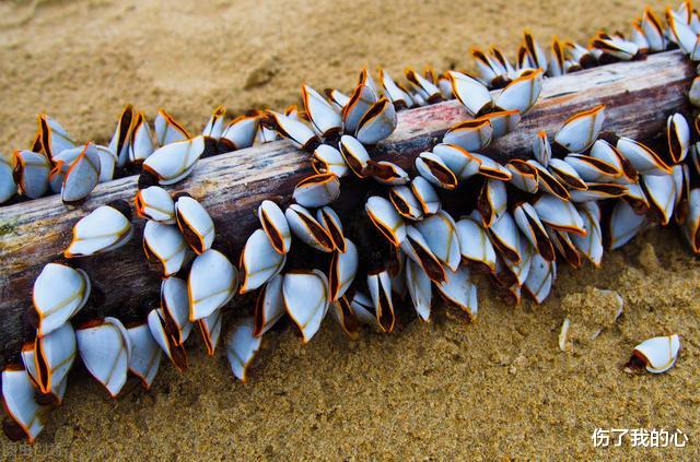 海龟|在海里欺负鲸鱼和海龟的藤壶,到底是什么东西呢?