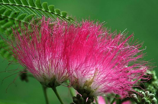 |11月上旬，喜鹊叫不停，4属相喜事临门，福到财到，生活蒸蒸日上