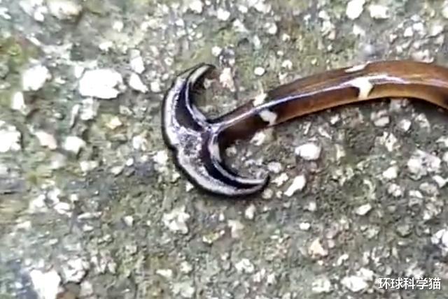 生物入侵|1900年代之前，锤头扁虫开始入侵美国，割成两半，双方都能活
