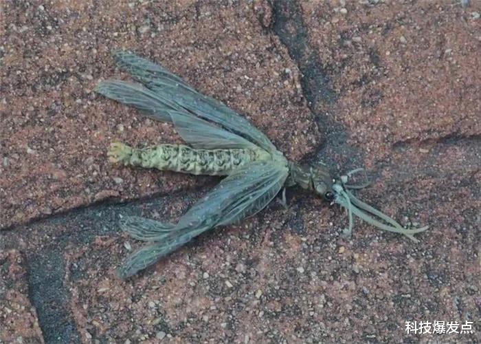 「」美国女子发现奇特生物,像是巨大的“变异蜻蜓”,真实身份是什么?