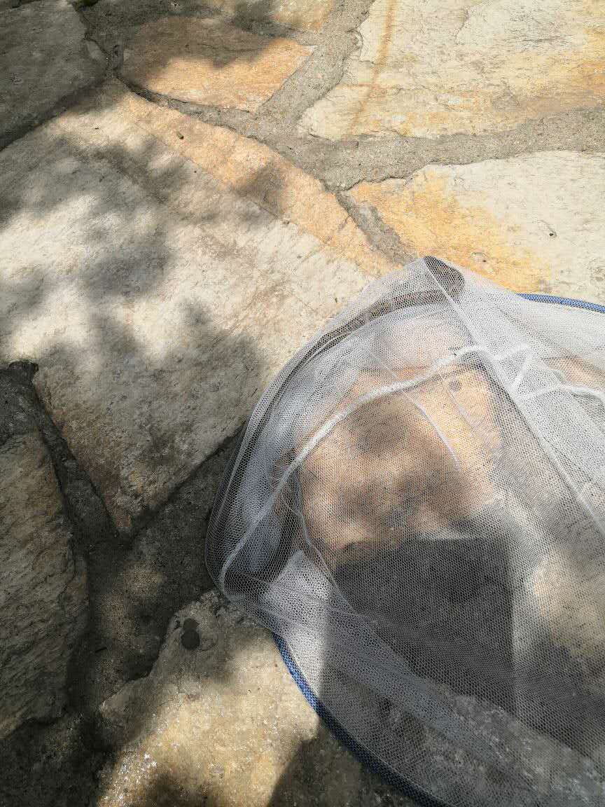 珠海|大连一小区有蛇出没  胆大女业主一网扣住蛇