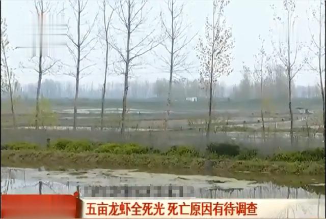 「北京市」收获季节五亩龙虾全部死亡，养殖户怀疑有人投毒：其他村民的都没死