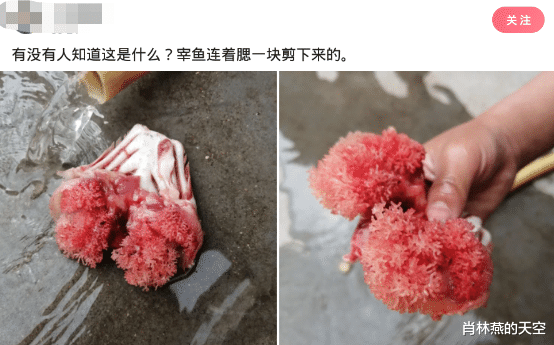 ▲“有没有人知道这是什么？宰鱼连着腮一块剪下来的”哈哈哈评论有点皮
