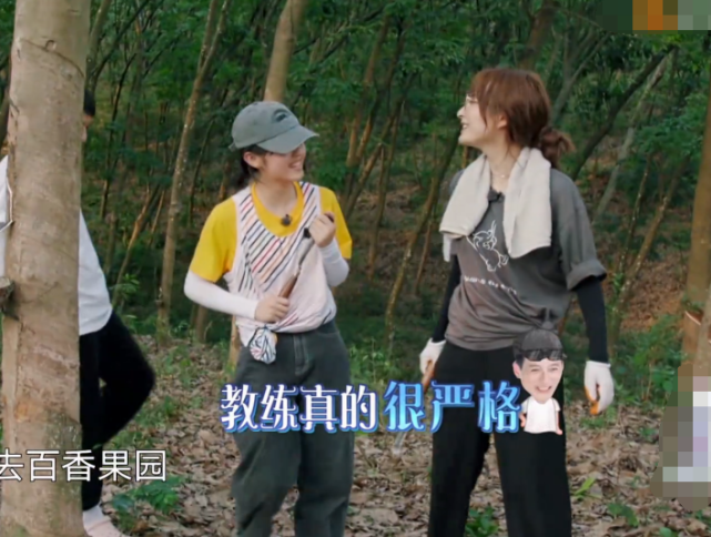 张子枫|张子枫吴昕合作割胶，谁注意俩人蹲姿？小女孩儿与大人的区别