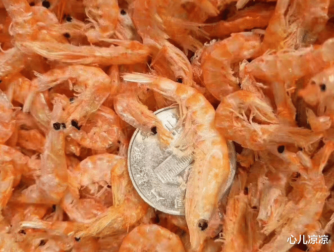 「」磷虾每年被吃掉约2亿吨, 为什么至今还没有灭绝? 网友: 真可怕