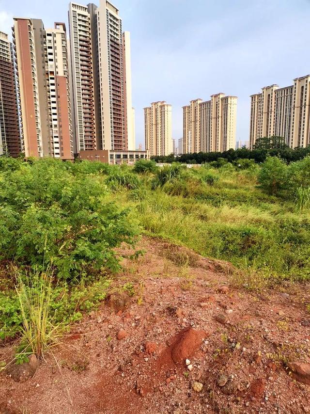 惠东县惠州1月土拍顺利落幕！一中双语国际学校底价拿下大岭街道2万㎡宗地