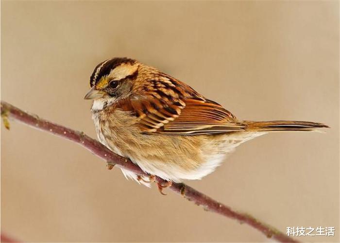 「科学家」为什么被捉住的麻雀,没几天就会死亡,科学家可能发现了缘由!